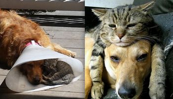 15 zdjęć, które udowadniają, że koty i psy to najlepsi przyjaciele. Miłość nie zna granic!