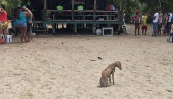 Umierająca suczka kilka dni siedziała na plaży. Ludzie traktowali ją jak powietrze