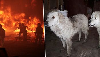 W okolicy wybuchł wielki pożar. Te dwa psy pasterskie dokonały czegoś, co wydaje się niemożliwe