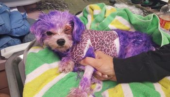 Do kliniki trafił pies w kiepskim stanie. Weterynarzy zaniepokoił jego nienaturalny kolor futra