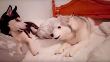 Dwa psy husky zawzięcie kłócą się na łóżku. Ich wymiana zdań powala na łopatki