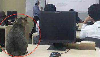 Kot wkradł się na wykłady. Po 30 minutach zrobił coś, co rozbawiło ludzi na całym świecie