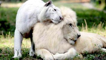 Biały lew i biała tygrysica wydali na świat potomstwo. Młode są jedyne w swoim rodzaju