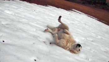 Pies zaczął bawić się na śniegu. Sposób, w jaki to robił, rozśmieszy cię do łez