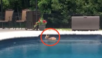 Ujrzała dziwne zwierzę w swoim basenie. Gdy zauważyła, że to nie pies, szybko włączyła kamerę