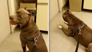 Właściciele zabrali go do weterynarza. Przed wejściem do gabinetu, pies dał niezły popis