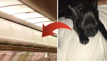 Stewardessa nakazała pasażerce umieścić psa w górnym schowku. Po wylądowaniu czworonóg nie żył