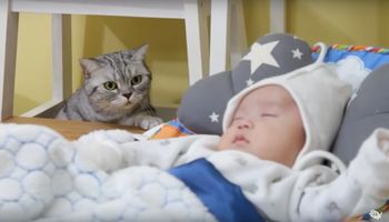 Kot poznaje nowego członka rodziny. Jego reakcja na widok dziecka jest nie do przebicia