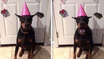 Pies miał urodziny. Kiedy właścicielka zaczyna śpiewać „Sto lat”, dzieje się coś przezabawnego