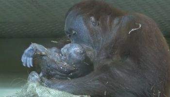 Orangutanka rodziła przed kamerą. Wydała na świat śliczną i zdrową córkę