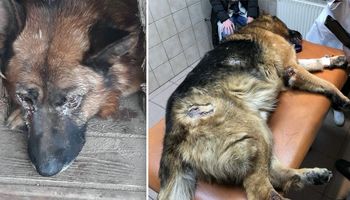 Właściciel skrajnie zaniedbał tego psa. Z jego oczu lała się krew, a na ciele miał pełno ran