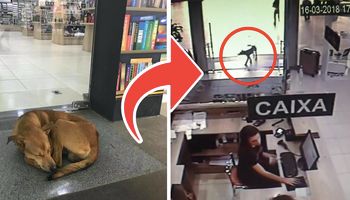 Bezdomny pies wszedł do księgarni. Następnie zrobił coś, co sprawiło, że stał się popularny