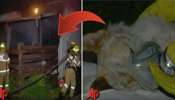 Pies utknął w płonącym domu. Kiedy strażacy znajdują czworonoga, odkrywają poruszającą prawdę