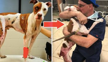 Pies spotyka weterynarza, który uratował mu życie. Zwierzak od razu rzucił mu się w ramiona