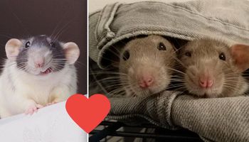 21 uroczych zdjęć szczurów, które udowadniają, że to naprawdę przesłodkie zwierzaki
