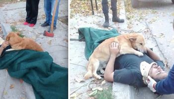 Mężczyzna spadł z drabiny i zemdlał. Reakcja jego psa wzruszyła ratowników do łez