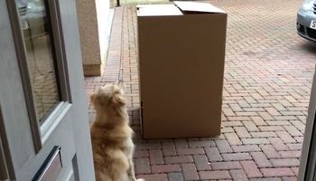 Pies zobaczył przed sobą duży karton. W pewnym momencie przedmiot zaczął się dziwnie poruszać