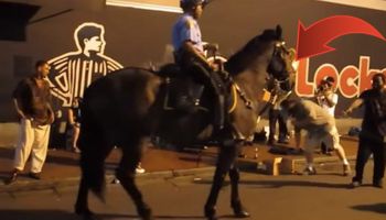 Koń policyjny usłyszał popularną piosenkę. Reakcja zwierzaka zachwyciła ludzi z całego świata