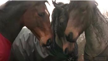 Koń widzi swoich przyjaciół pierwszy raz od 4 lat. Ponowne spotkanie zwierząt wzrusza do łez