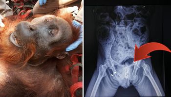 Odnaleziono zagłodzonego orangutana. Okazało się, że zwierzak skrywał w sobie smutną tajemnicę