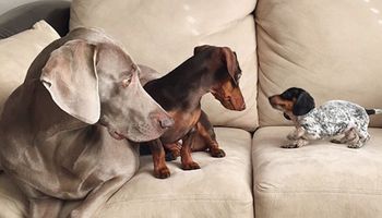 Dwa psy poznają swoją nową młodszą siostrę. „A co to za dziwny stwór?!”