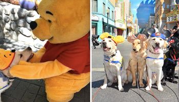 Grupa psów przewodników została zabrana na niezapomnianą wycieczkę do Disneylandu