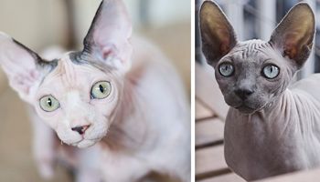 5 zaskakujących faktów o kotach bez sierści. #1 wydaje się wręcz nieprawdopodobne