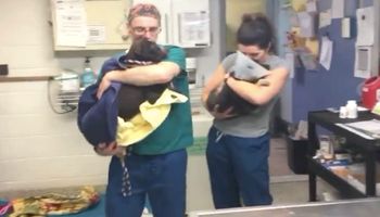 Weterynarze pocieszają psy po operacji. Tak wyglądają lekarze z powołania