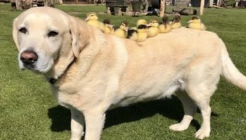 Labrador zaadoptował 9 osieroconych kaczątek. Stał się ich przybranym tatą