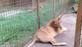 Szokujące zdjęcia z zoo: niewidoma lwica trzymana jest w klatce o szerokości niecałego metra