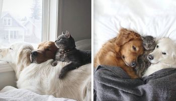 Niecodzienna przyjaźń pomiędzy dwoma psami i kotem wzruszyła ludzi na całym świecie. Urocze!