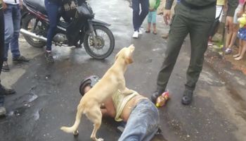 Pijany mężczyzna leży na ziemi. Jego pies nie pozwala nikomu nawet go dotknąć