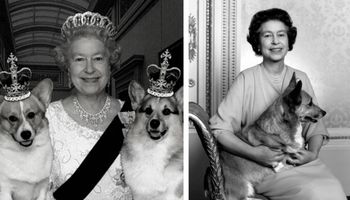Powód, dla którego Elżbieta II uwielbiała corgi. Przez całe życia miała aż 30 psiaków!