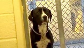 Smutny pies ze schroniska w końcu został adoptowany. Jego reakcja wyciska łzy z oczu