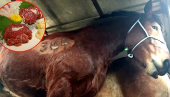 Konie są torturowane i zabijane, aby przygotować z nich popularne danie. Mało kto o tym mówi