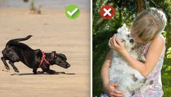 10 sytuacji, kiedy właściciele źle odczytują swoje psy. Nigdy więcej nie popełniaj tych błędów