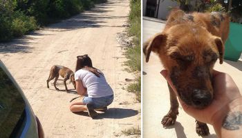 W czasie wakacji znalazła psa w okropnym stanie. Ktoś oblał czworonoga benzyną