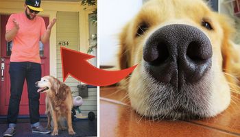 10 dziwnych rzeczy, które potajemnie robią właściciele psów. Do ilu z nich się przyznajesz?