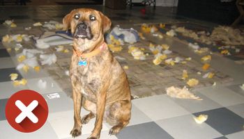 Twój pies ciągle niszczy różne rzeczy w domu? Możesz w łatwy sposób temu zapobiec