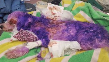 Właściciel przefarbował swojego psa na fioletowo. Skutki tego pomysłu były opłakane