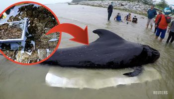 Młody wieloryb niespodziewanie zmarł. Przyczyna jego śmierci okazała się być nie do przyjęcia