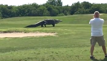 Ogromny aligator przechadzał się przez pole golfowe. Ludzie nazwali go potworem
