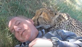 Gdy spał pod drzewem, podszedł do niego gepard. Dziki zwierzak zaskoczył go swoim zachowaniem