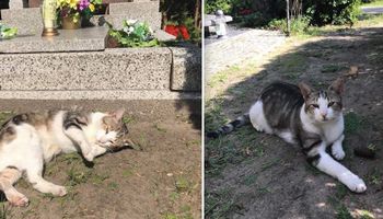 Po śmierci właścicielki wylądował na ulicy. Zdruzgotany kot zaczął spać przy jej grobie