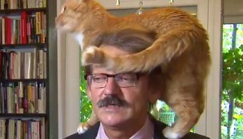 Polski naukowiec udzielał wywiadu w telewizji. Gwiazdą programu stał się jednak jego kot