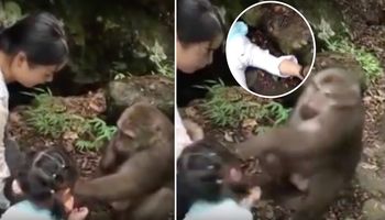 Małpa dała nauczkę dziewczynce, która celową ją drażniła. Reakcja zwierzaka wywołała burzę