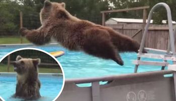 Wesoły niedźwiedź wskoczył do basenu ogrodowego. Zwierzak nie mógł bawić się lepiej