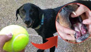 Piłka tenisowa może być niebezpieczna dla twojego psa. Lepiej mu jej nie dawaj
