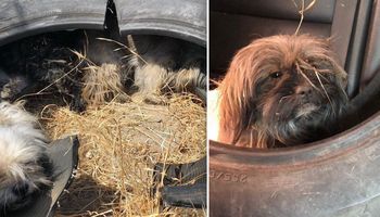Te maleńkie psy znaleziono przy autostradzie. Czworonogi chowały się w starej oponie