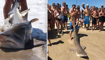 Wyciągnął rekina z wody i położył na piasku. Zwierzak się dusił, a turyści mieli niezły ubaw